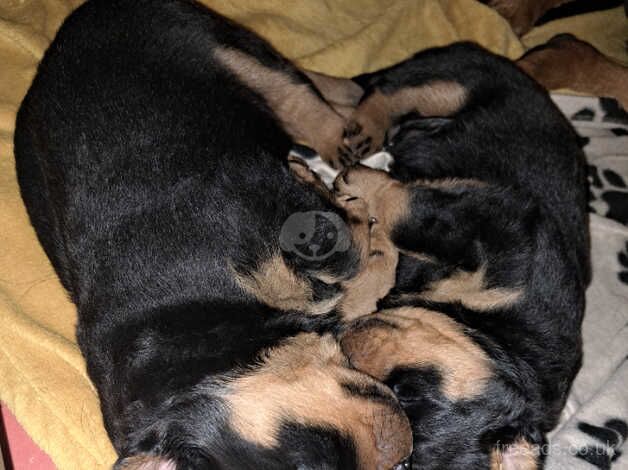 Two female rotties for sale in Newport, Shropshire - Image 4