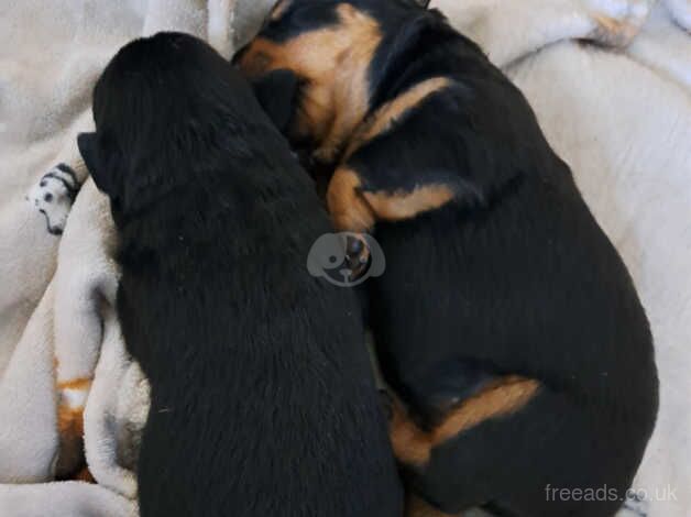 Two female rotties for sale in Newport, Shropshire - Image 5