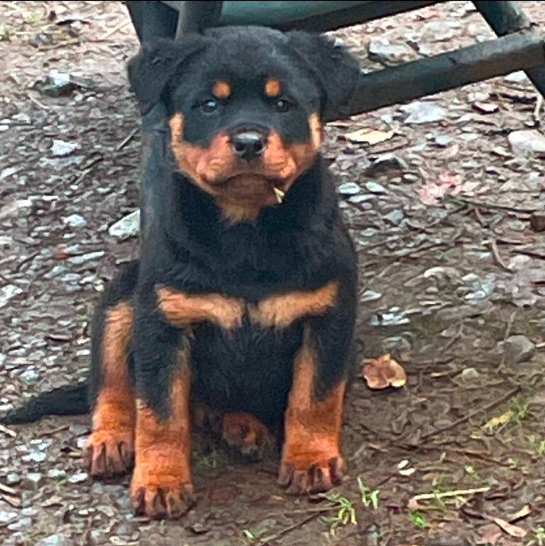 Kennel Club Registered Rottweiler Puppies For Sale