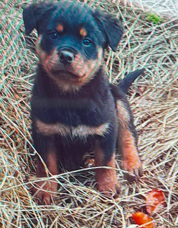 Two Rottweiler pups for sale in Coleraine, County Londonderry - Image 2