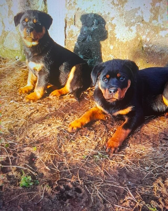 Two Rottweiler pups for sale in Coleraine, County Londonderry - Image 3