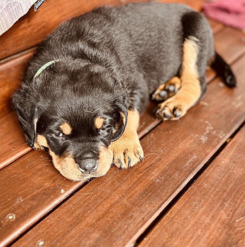 Joy Sami - Rottweiler breeder