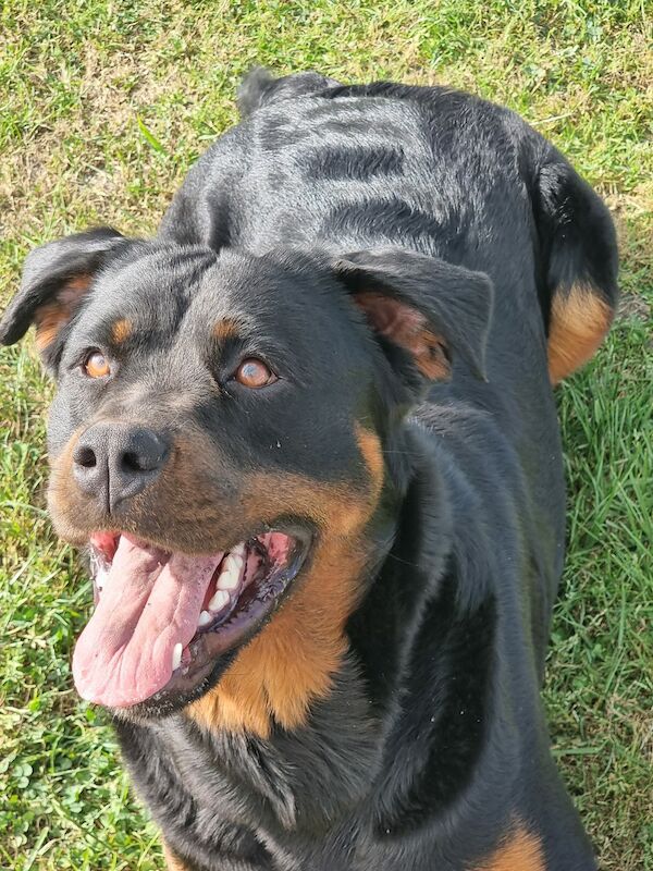 pete oscar - Rottweiler breeder