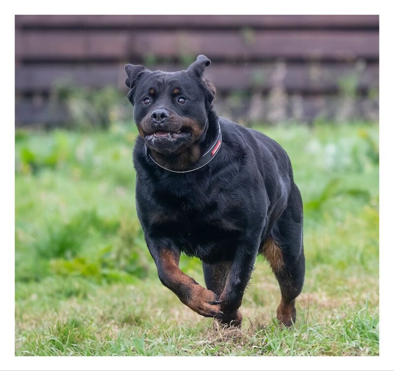 George Georgiev - Private Seller on Rottweiler Owners - Image 1