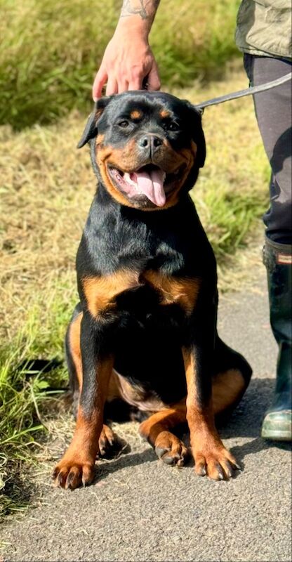 George Georgiev - Private Seller on Rottweiler Owners - Image 3