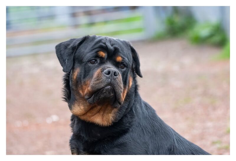 George Georgiev - Private Seller on Rottweiler Owners - Image 5