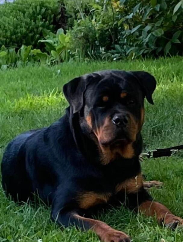 Lesley K - Rottweiler Breeder on Rottweiler Owners - Image 1