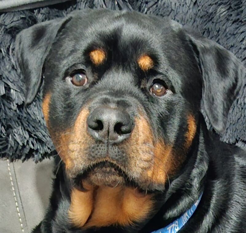 Lesley K - Rottweiler Breeder on Rottweiler Owners - Image 3