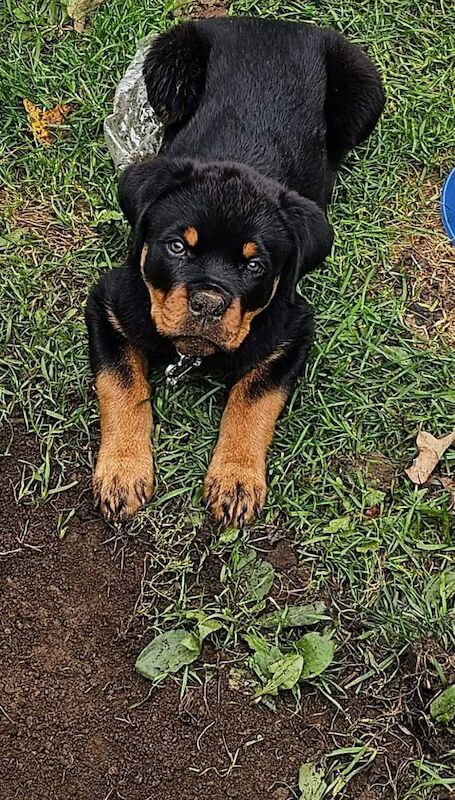 Lesley K - Rottweiler Breeder on Rottweiler Owners - Image 5