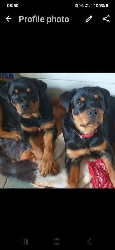 Lesley K - Rottweiler Breeder on Rottweiler Owners - Image 6