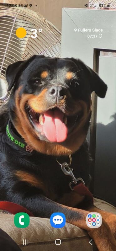 Lesley K - Rottweiler Breeder on Rottweiler Owners - Image 7