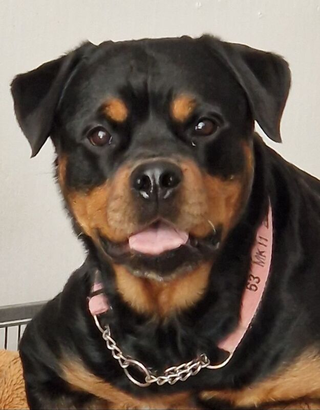 Lesley K - Rottweiler Breeder on Rottweiler Owners - Image 8