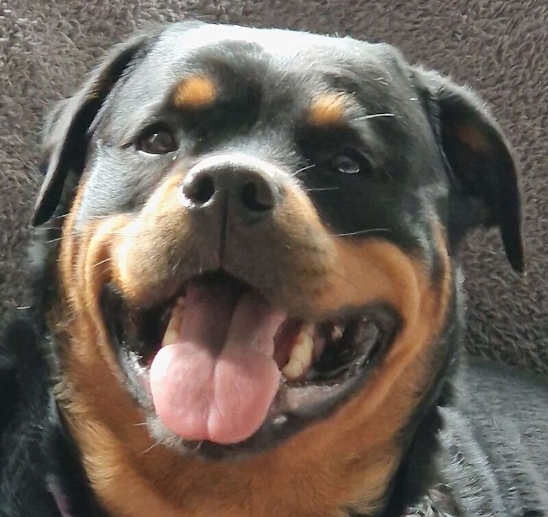 Lesley K - Rottweiler Breeder on Rottweiler Owners - Image 9