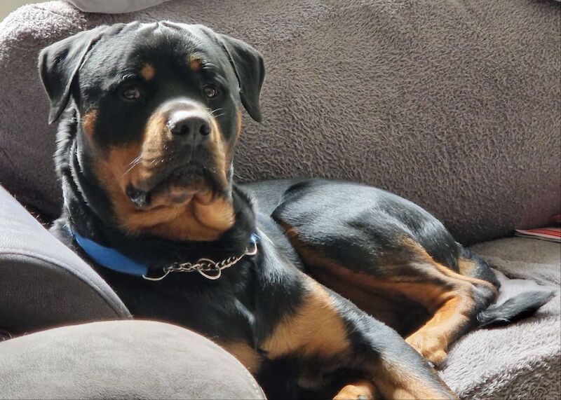 Lesley K - Rottweiler Breeder on Rottweiler Owners - Image 10