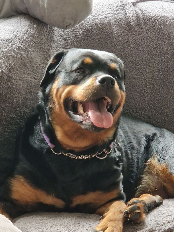 Lesley K - Rottweiler Breeder on Rottweiler Owners - Image 11