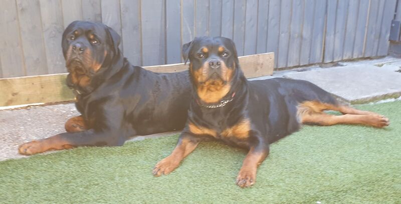 Lesley K - Rottweiler Breeder on Rottweiler Owners - Image 12