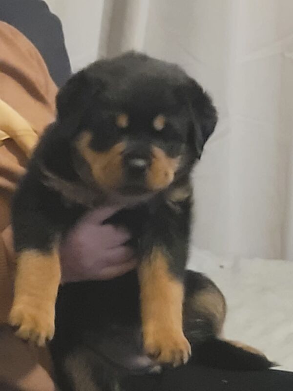 Lesley K - Rottweiler Breeder - Image 13